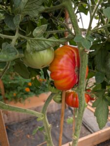 tomatoes