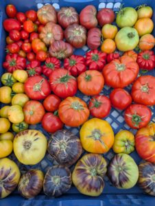tomatoes