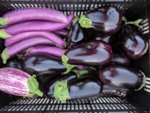 Eggplant