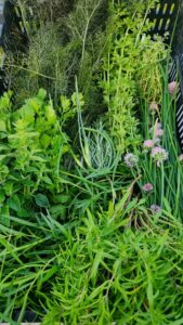 herbs